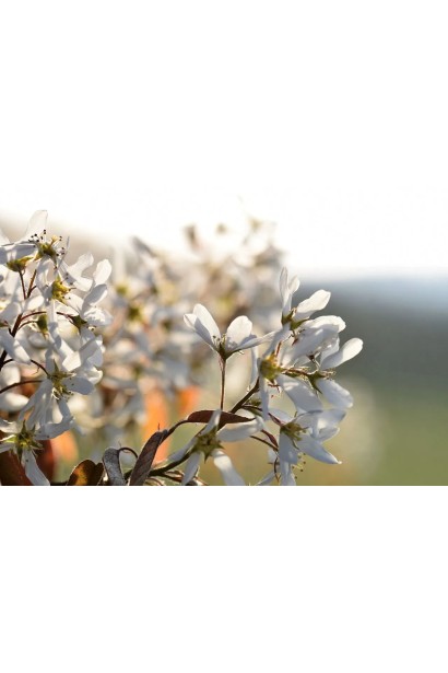 Amelanchier alnifolia Honeywood квіти